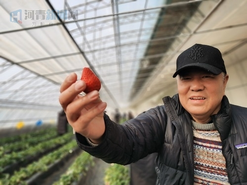 李伟斌说，这样的草莓一颗可以卖到将近20元.jpg