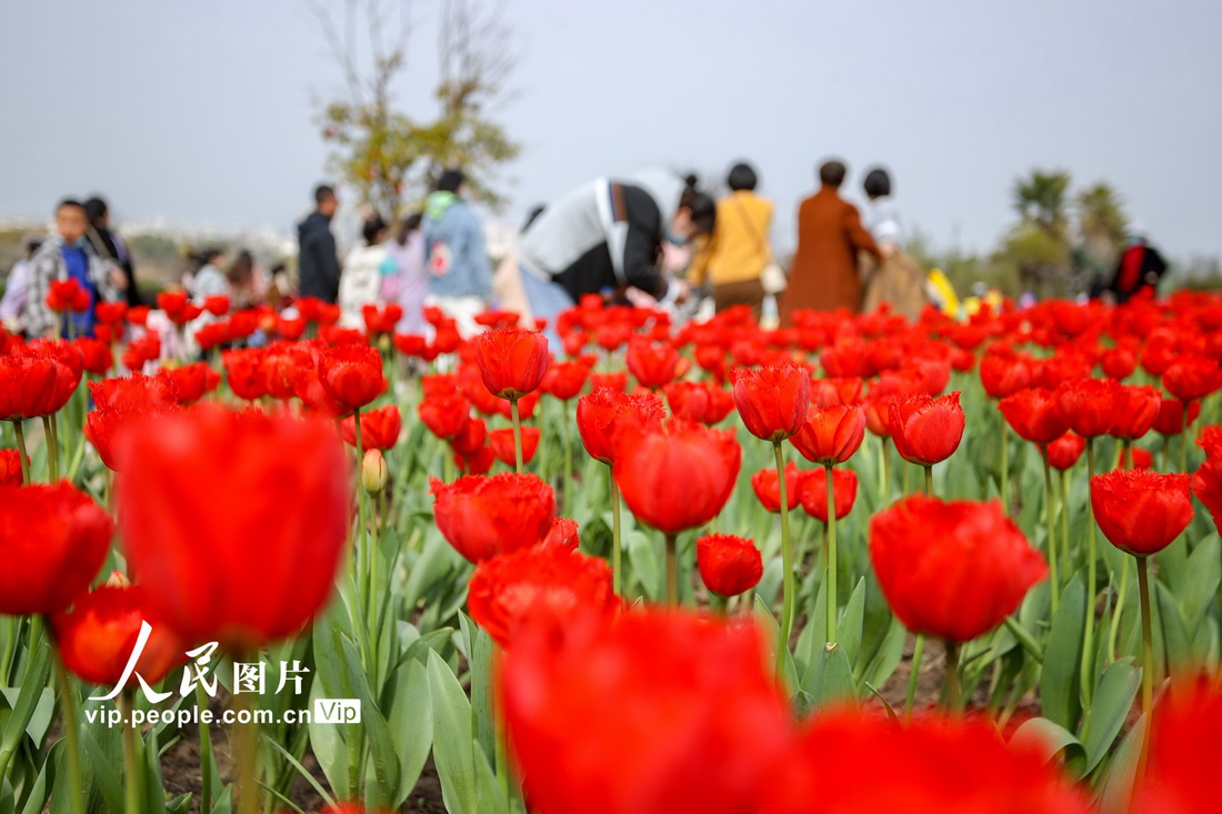 三月踏青赏花好时节