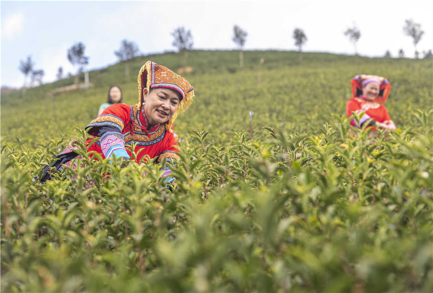 茶农在采摘春茶。蒋克青摄