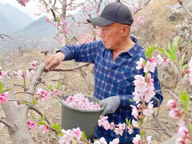 满城区神星镇果农为桃树疏花。刘亚宁 摄