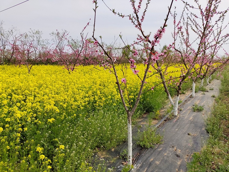 满城区苗圃场节水灌溉。冉双印 摄