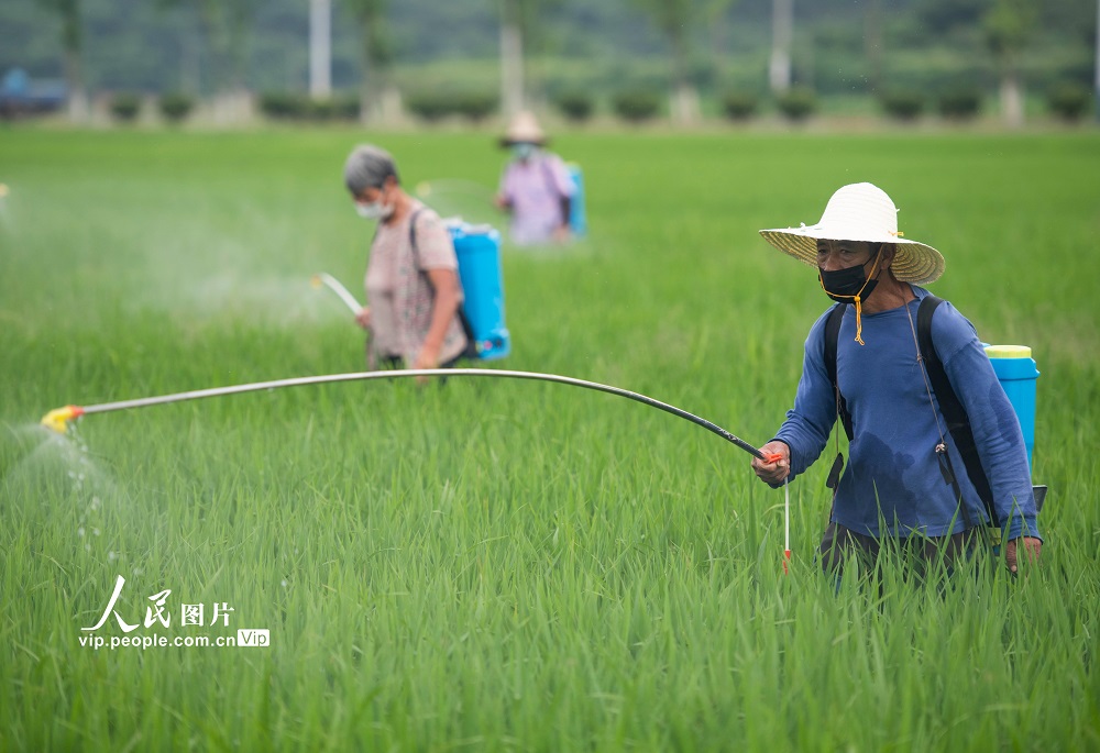 2022年6月14日，湖南省永州市道县营江街道岗下村，农民在对水稻进行病虫害防治。